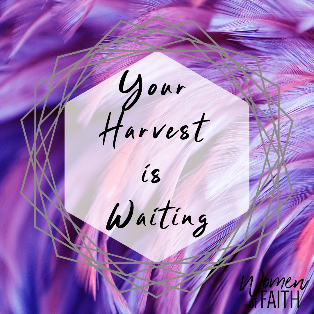 Your Harvest is Waiting | Women of Faith