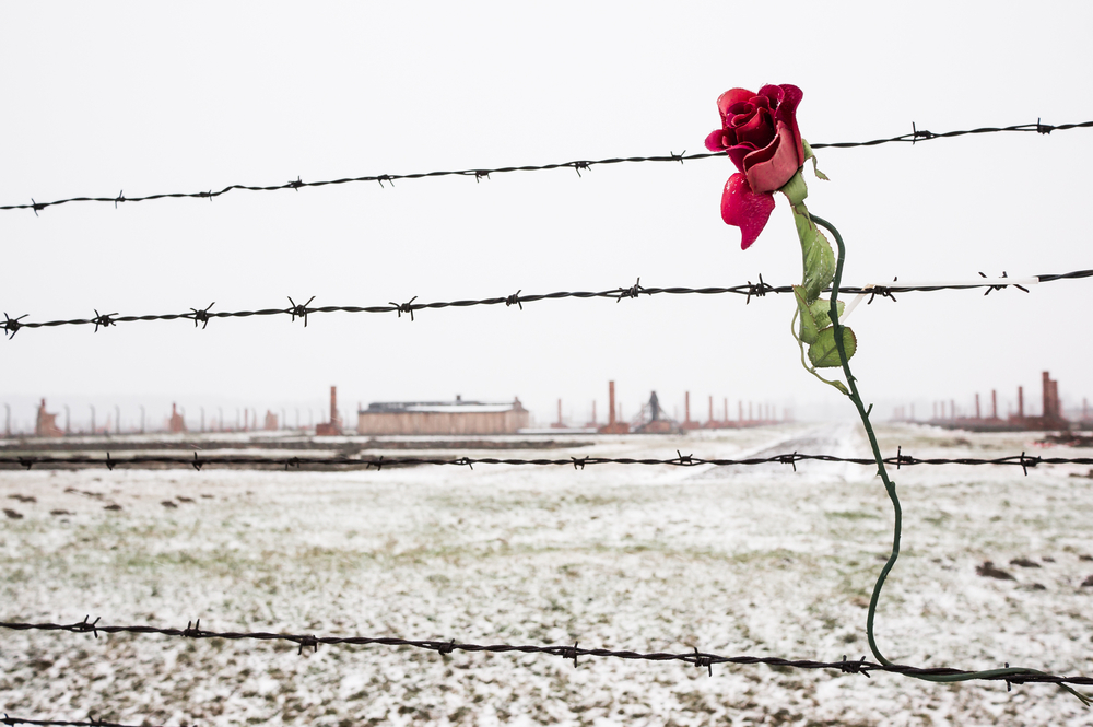 Just As Roses Bloom In The Desert In Israel, So There Was Life After The Death Camps
