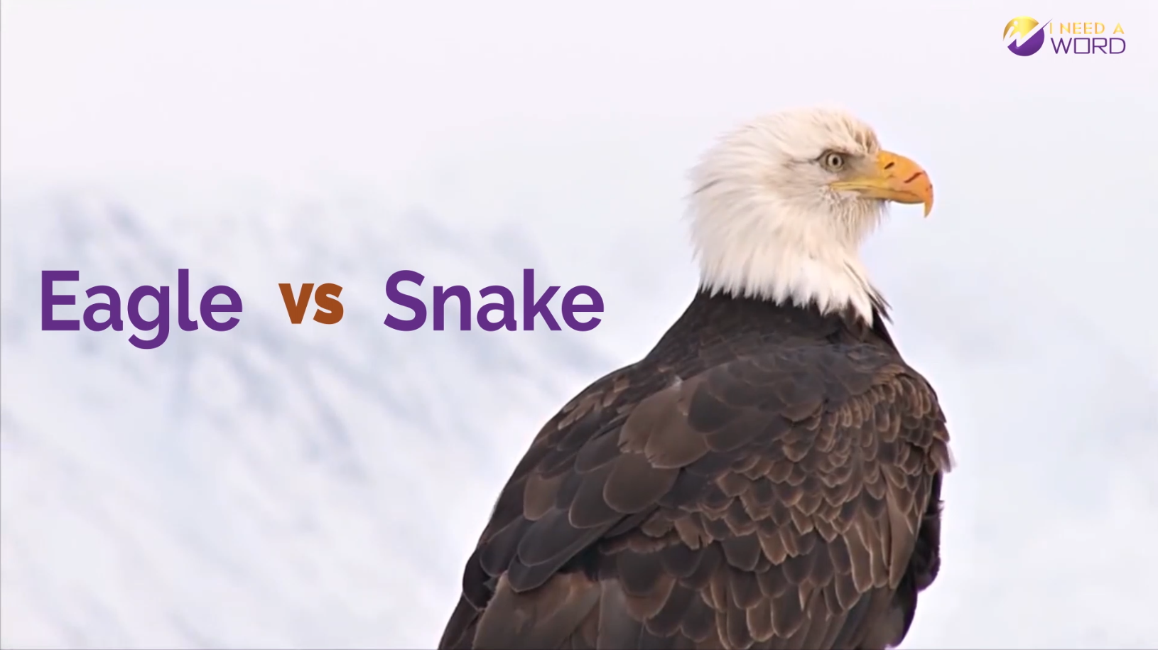 Eagle Vs Snake