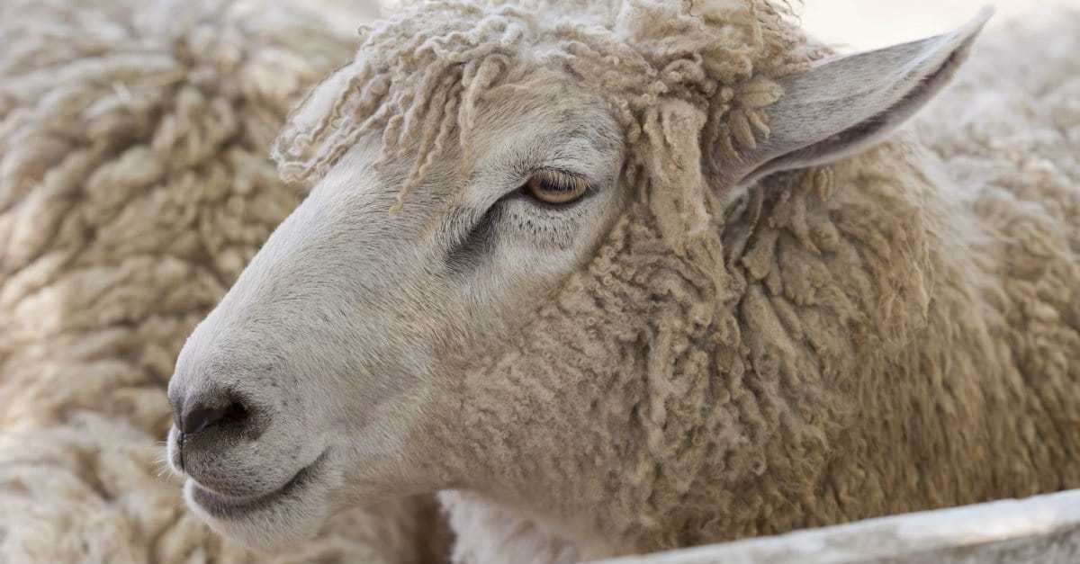 5 Ways to Recognize "A Wolf in Sheep's Clothing"