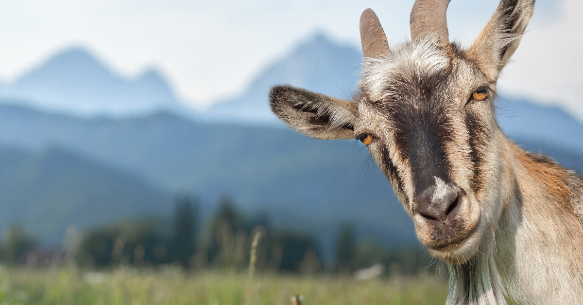 Why Satan Shows Up As a Goat in Scripture