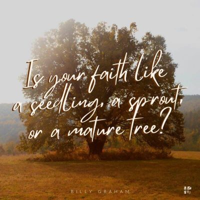 Is your faith like a seedling, a sprout, or a mature tree?