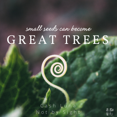 Small seeds become big trees