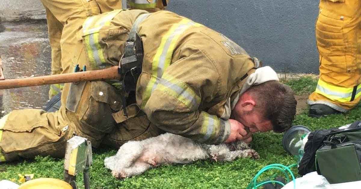 Hero Firefighter Gives 20 Minutes CPR To Save a ‘Lifeless’ Dog