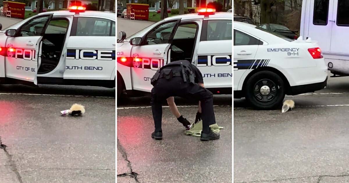 Skunk Gets Stuck In Ice Cream Cup, Police Officer Comes For Its Rescue