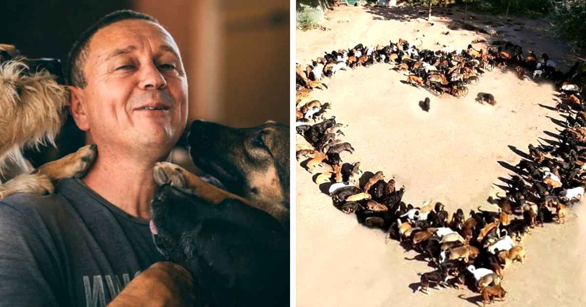 Serbian Man Rescues 1000 Dying Dogs From The Streets And Nurses Them Back To Life