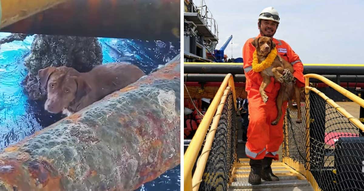Oil Rig Workers Rescue Exhausted Dog Found Swimming 135 Miles from Shore